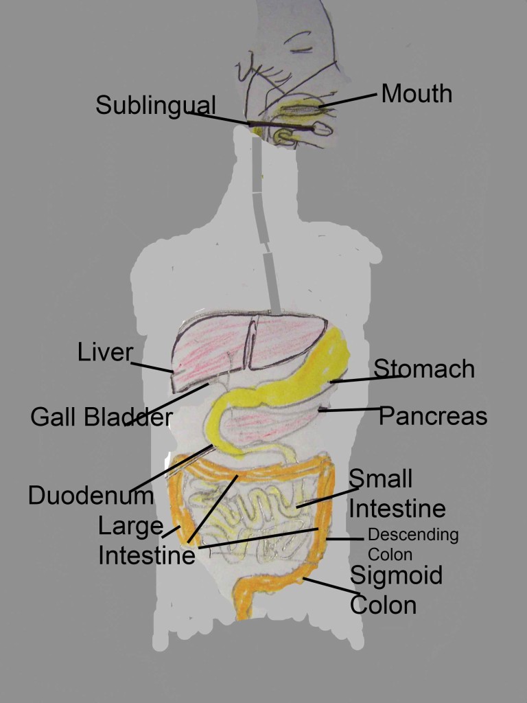 GI-Tract