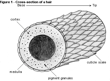 hair-cross-section