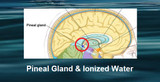 ​The Pineal Gland & Alkaline Ionized Water