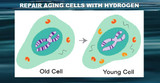 Free-Hydrogen and Cellular Aging (Senescence)