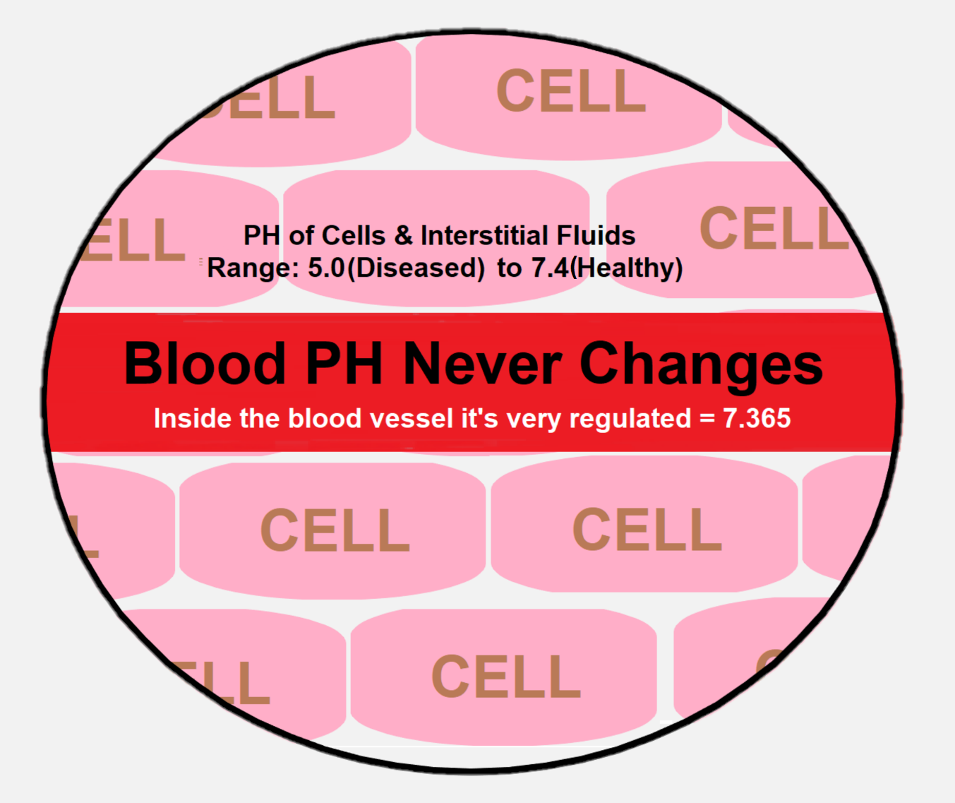 blood-ph-ranges.png