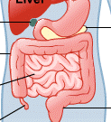 intestines-stomach-lg.png