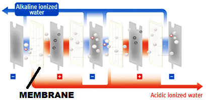 water cell membranes